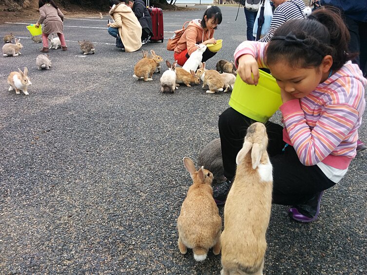На японской Окуносиме живут пушистые кролики, но история острова не такая уж милая: в конце 1920-х годов здесь разрабатывали химическое оружие, а кроликов завезли для опытов. Естественно, когда животных выпустили на волю, они расплодились. Сегодня кролики — достопримечательность, а туристы даже не могут провозить сюда кошек и собак.