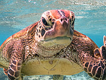 Comedy Wildlife Photography awards: финалисты конкурса забавных фотографий дикой природы 2020