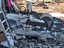 Жители деревни в Нижегородской области страдают из-за "черных фермеров"