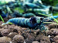 Какое животное самое громкое в мире