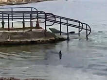RT: выпущенные в море в Севастополе дельфины принадлежат местной биостанции