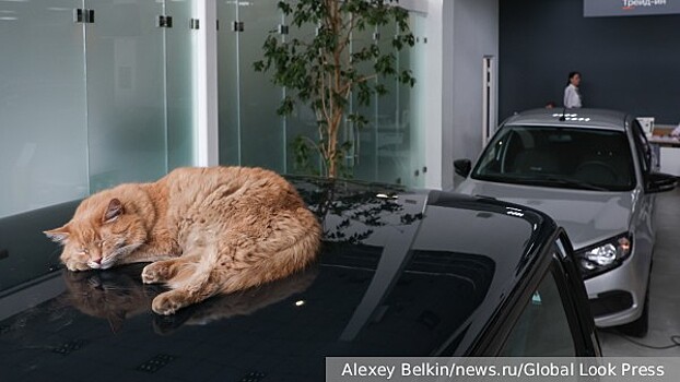 Юрист Салкин разъяснил наказание за перевозку кота в салоне машины