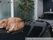 Юрист Салкин разъяснил наказание за перевозку кота в салоне машины