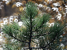 Более 140 тысяч деревьев высадили на площадке акции "Наш лес" в Щелкове