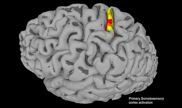 Новые мозговые импланты восстановят ощущения в парализованных конечностях
