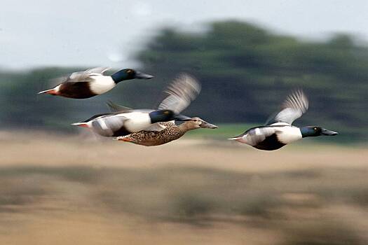 Утка атаковала женщину на американских горках