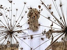 Госдума включилась в борьбу с борщевиком Сосновского