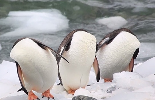 «Обезглавленные» пингвины разгуливают по Антарктике