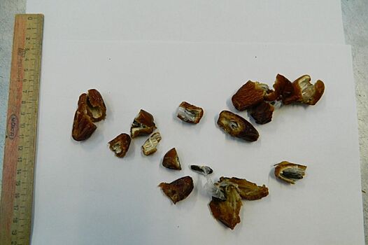 Партию фиников с наркотиками внутри накрыли в СИЗО Нижнего Новгорода