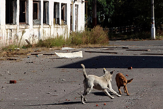 Родители погибшей в Махачкале от укусов собак девочки получат 3 миллиона рублей