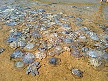 Россиян предупредили о появлении тысяч жалящих медуз в Азовском море