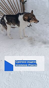 В Кирово-Чепецке ищут хозяина Рэкса
