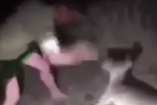 Жестокое избиение кенгуру под истеричный смех мужчины попало на видео