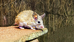 Не ёж, а иглистая мышь: кто такой акомис