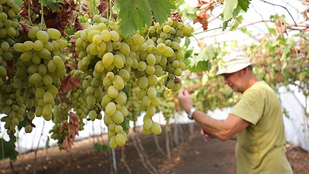 Кубань планирует собрать не менее 200 тысяч тонн винограда в 2019 году