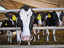 Фермер сыграл на саксофоне для стада коров