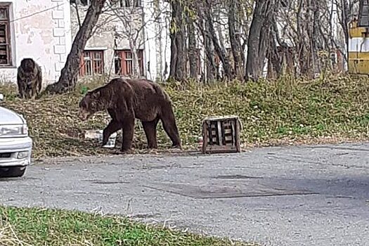 Медвежье нашествие наблюдается в разных районах Петропавловска-Камчатского