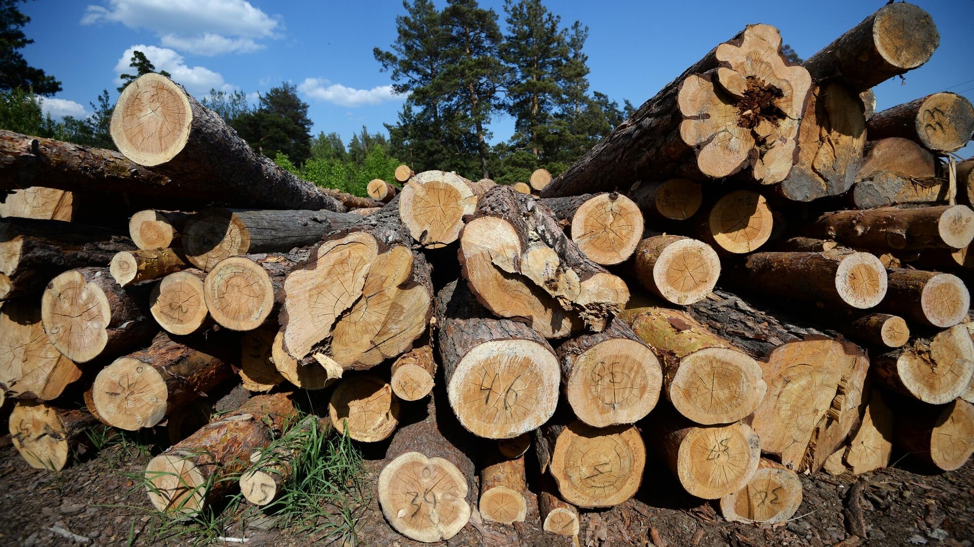 В Финляндии заявили о рекордных ценах на древесину