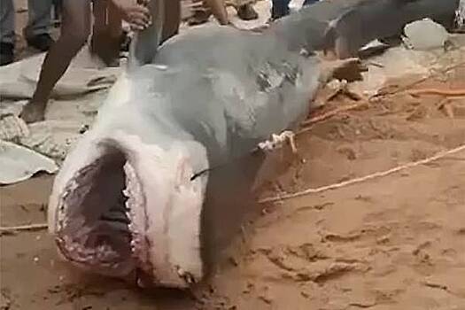 Из убившей российского туриста в Египте акулы сделают мумию