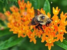 «Вас укусили? Скажите спасибо!» Что и как лечат пчелы