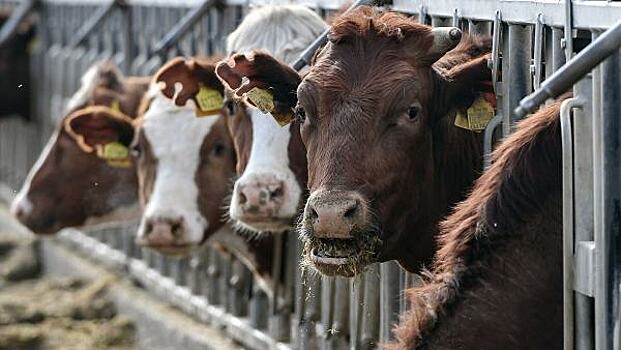 Россия запретила ввоз мяса из Казахстана