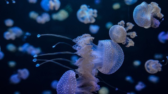 Украинские туристы массово пострадали из-за медуз в Азовском море