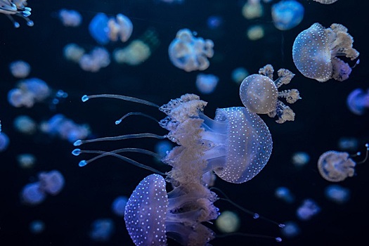 Украинские туристы массово пострадали из-за медуз в Азовском море