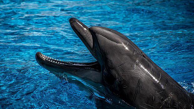 Жителям СВАО расскажут, как дельфины могут помочь детям