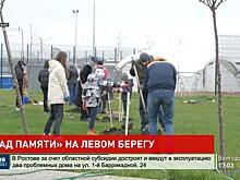 В преддверии 9 Мая Донской край принимает участие в акции &laquo;Сад памяти&raquo;