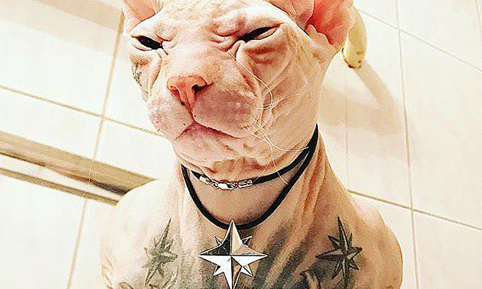 Под Екатеринбургом ищут татуированного кота. Его владелец, блогер Кара «Файт» заявил о пропаже питомца на своей странице в Instagram, об этом сообщает URA.RU.
