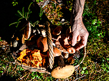 Шестеро туристов отравились грибами в Крыму