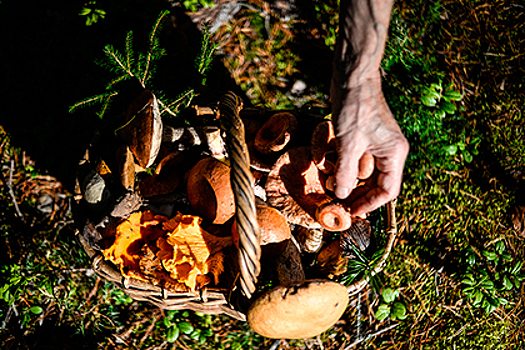 Шестеро туристов отравились грибами в Крыму
