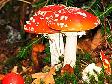 Нарколог высказался о лечении мухоморами