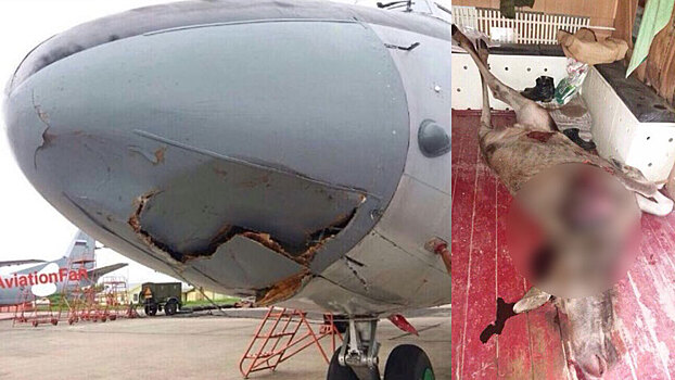 Российский военный самолет врезался в лося