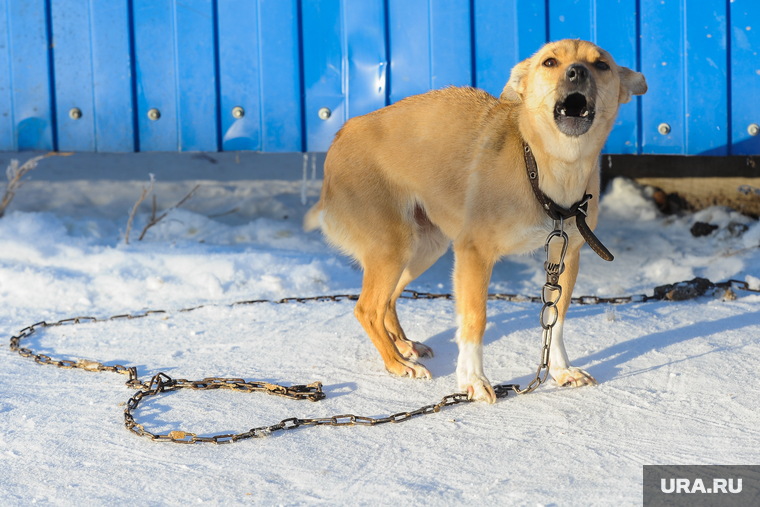В Челябинской области крадут цепи у собак и сдают в металлолом