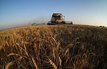 Минсельхоз закупит 9 тыс. тонн зерна у крымских аграриев