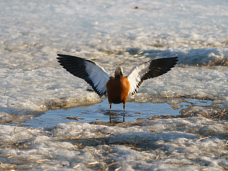 Оттепель подарила москвичам «коктейль» из осадков. Чего ждать дальше?