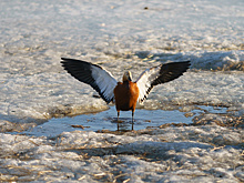 Оттепель подарила москвичам «коктейль» из осадков. Чего ждать дальше?