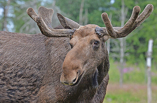 Машина сбила лося на востоке Москвы
