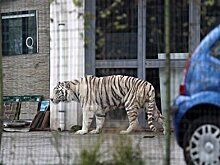 СМИ: в Италии бенгальский тигр сбежал из цирка