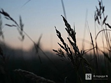 Большие потери урожая гороха и ячменя прогнозируют в Нижегородской области