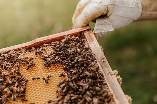 Как пчелы могут помочь людям