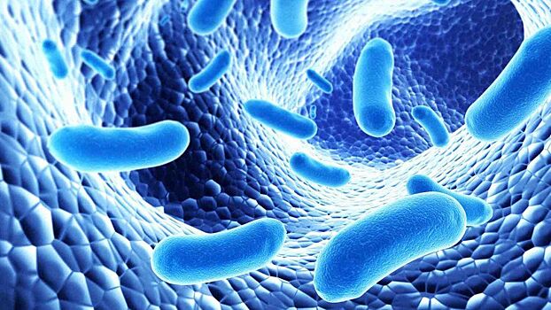Ученые выявили бактерии для похудения