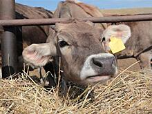 В Самарской области 36 фермерских хозяйств получат грант "Агростартап"