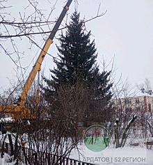Чиновник из Ардатова высказался о спиле 60-летней елки у дома пенсионерки