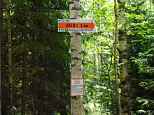 В лесах 33-го региона появятся указатели, облегчающие ориентирование