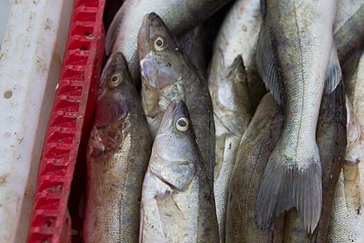 Калининградцу грозит два года тюрьмы за 150 выловленных рыб