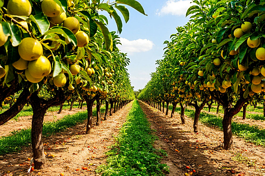 В России возрождается садоводство