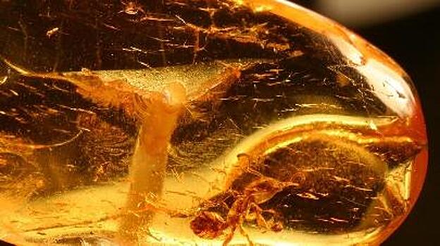 В янтаре из Мьянмы нашли жука-опылителя времен динозавров