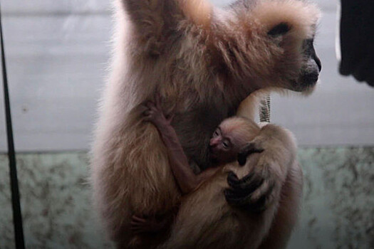 Два детеныша разных исчезающих видов обезьян родились в Великобритании